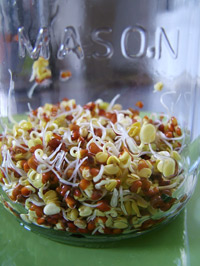 daikon radish sprouts day three